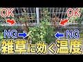 【雑草対策】お湯の温度別に徹底検証!雑草には何度が効く?