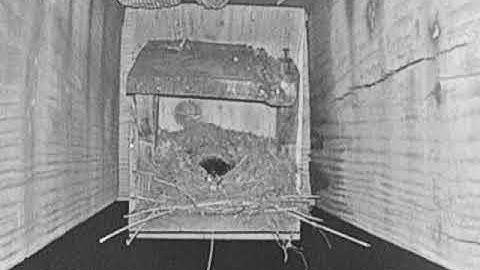 Coleman Family Bird Box Livestream #1