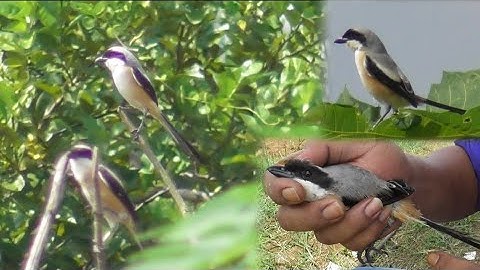 Jebakan Cendet Paling Bahaya Di Segala Medan Yg Susah