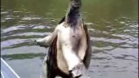 The Hunt For Bighead Part 4 of 8 "The Mystery Jug"