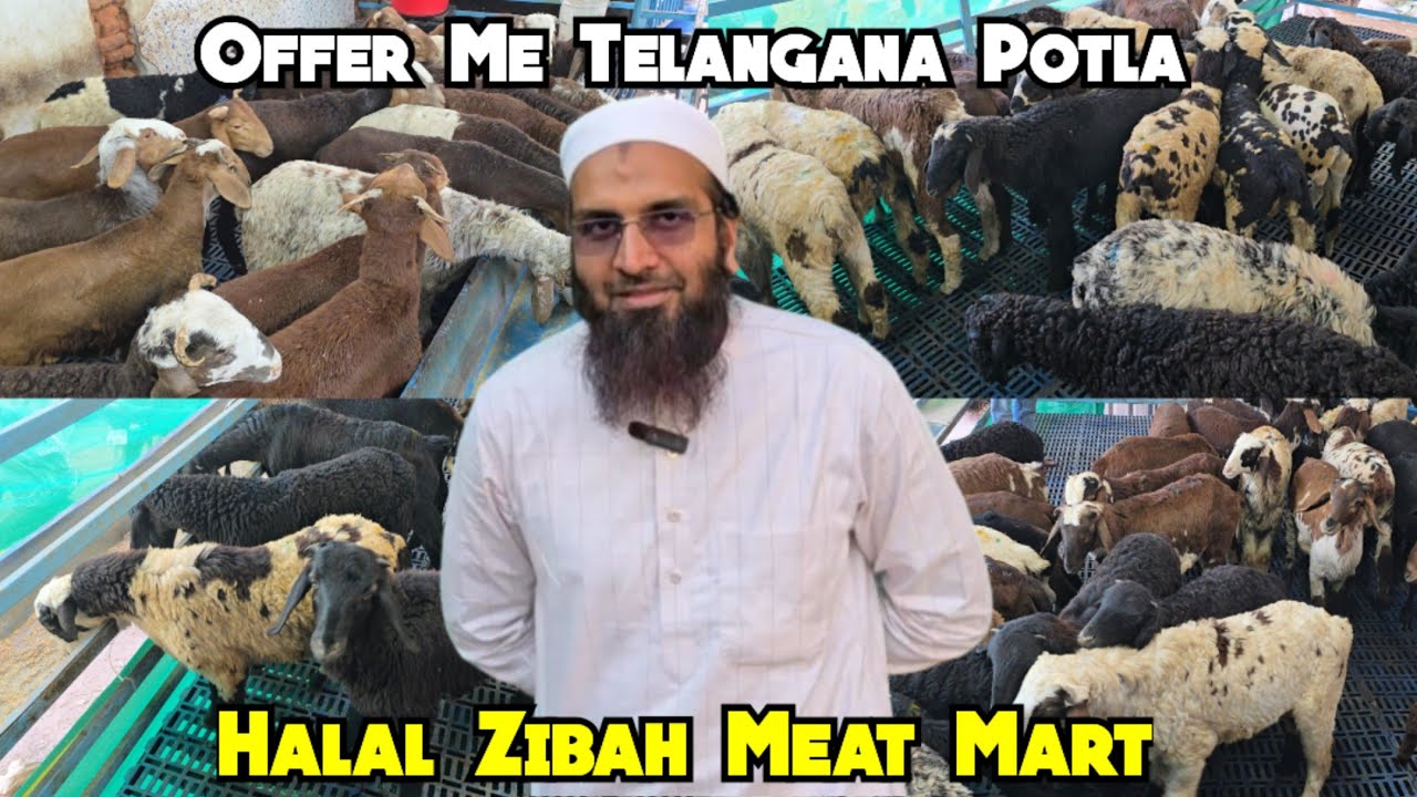 Telangana Potla Available At Halal Zibah Meat Mart | Asif Nagar | Hyderabad #telangana #sheep #goat