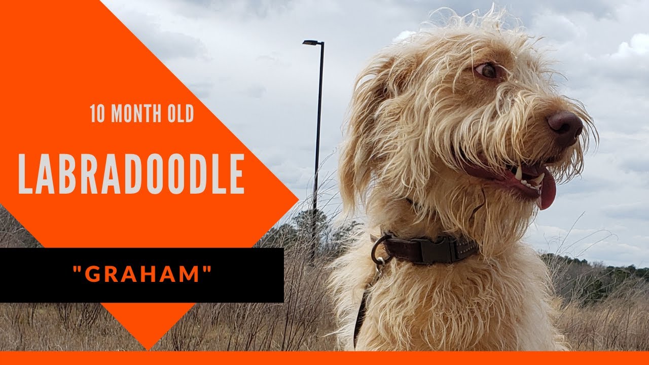 Graham 10 Month Old Labradoodle Athens Labradoodle Training YouTube