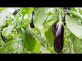 Eggplant farming in Uganda