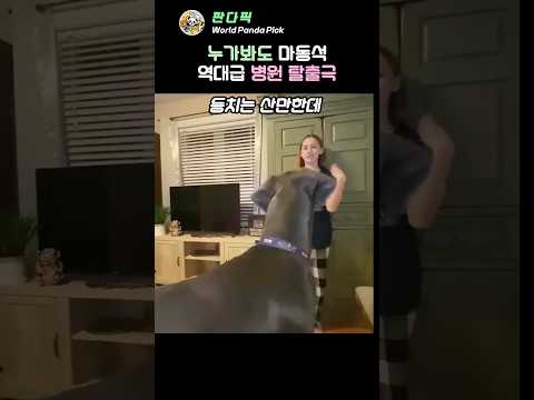 덩치 큰 개는 왜 쫄았을까요? #거대견 #동물병원 #쫄보견 thumbnail