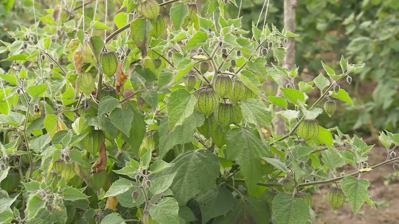 Cuatro claves para el cultivo de uchuva - La Finca de Hoy