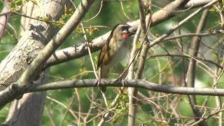 Kicau burung Nogoma Siberian Rubythroat Song HD