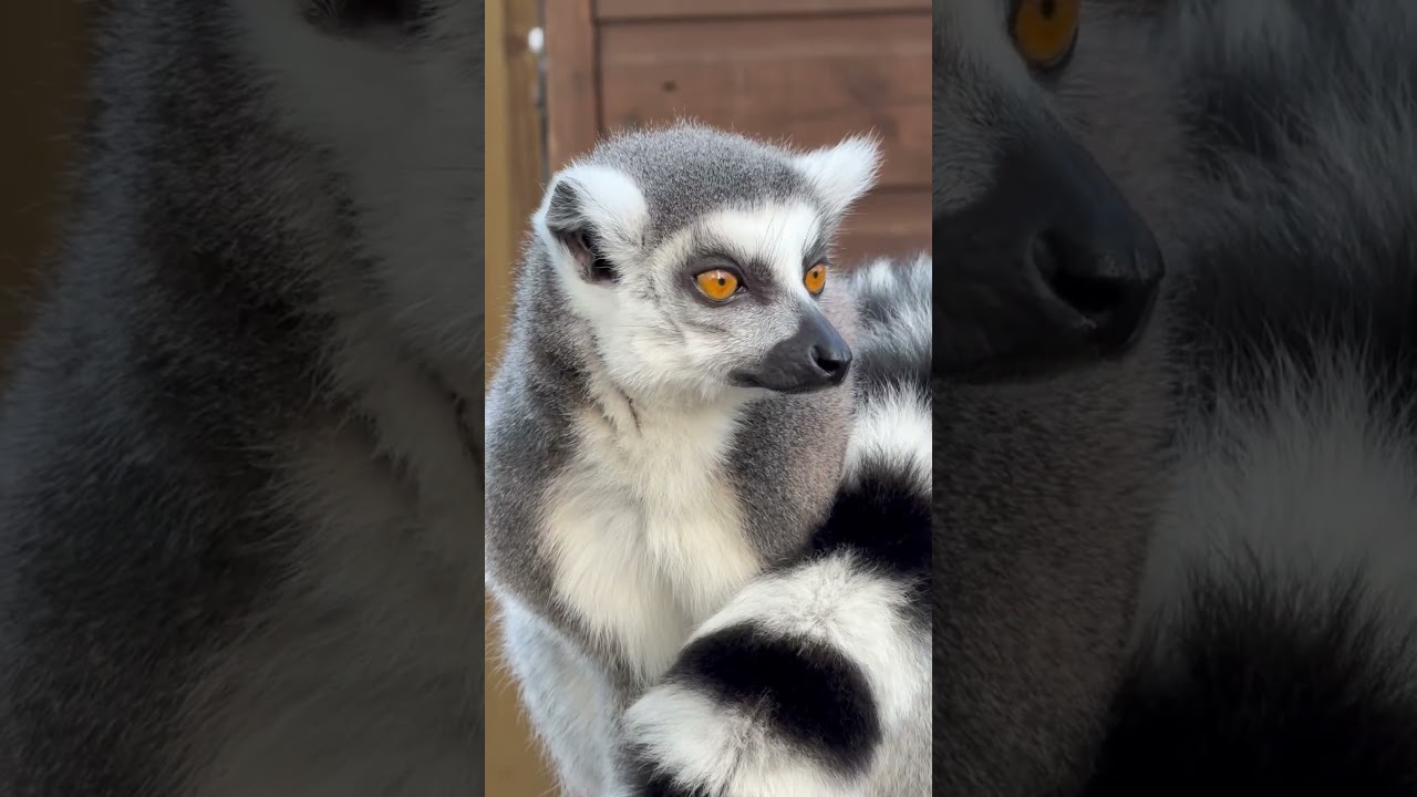 Lemur monkey