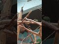 птички #новый #зоопарк #видео #попугай