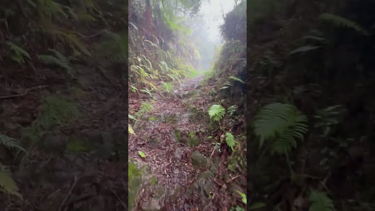 HIKING TO BLUE MOUNTAIN PEAK JAMAICA | WE ALMOST DIDN'T MAKE IT