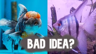 Goldfish & Angelfish | Good or BAD Idea? by The Aquatic Coder 5,560 views 1 year ago 13 minutes, 58 seconds