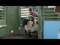 Ogden Rodeo: Mutton Busting