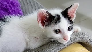 Poor Kitten Crying Because It Lost Its Mother. Update. Episode2 l Lily Ivo