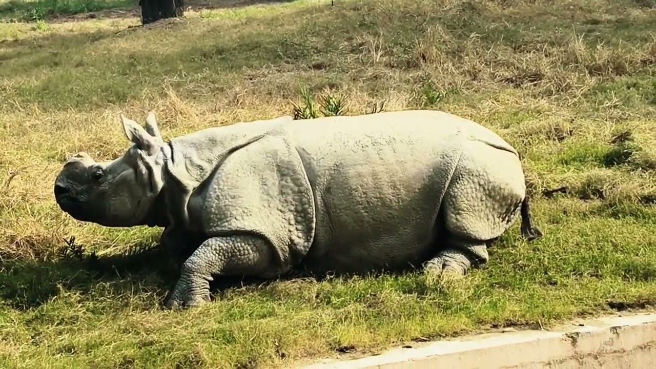 Delhi Zoo Trip | Animals, Birds & A Day Full of Fun | Complete Journey Vlog | 