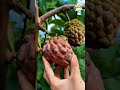 লাল শরিফা ||🍑 #friutscutting #facts #cuttingfriuts #farming #friut #farming #fruit #food