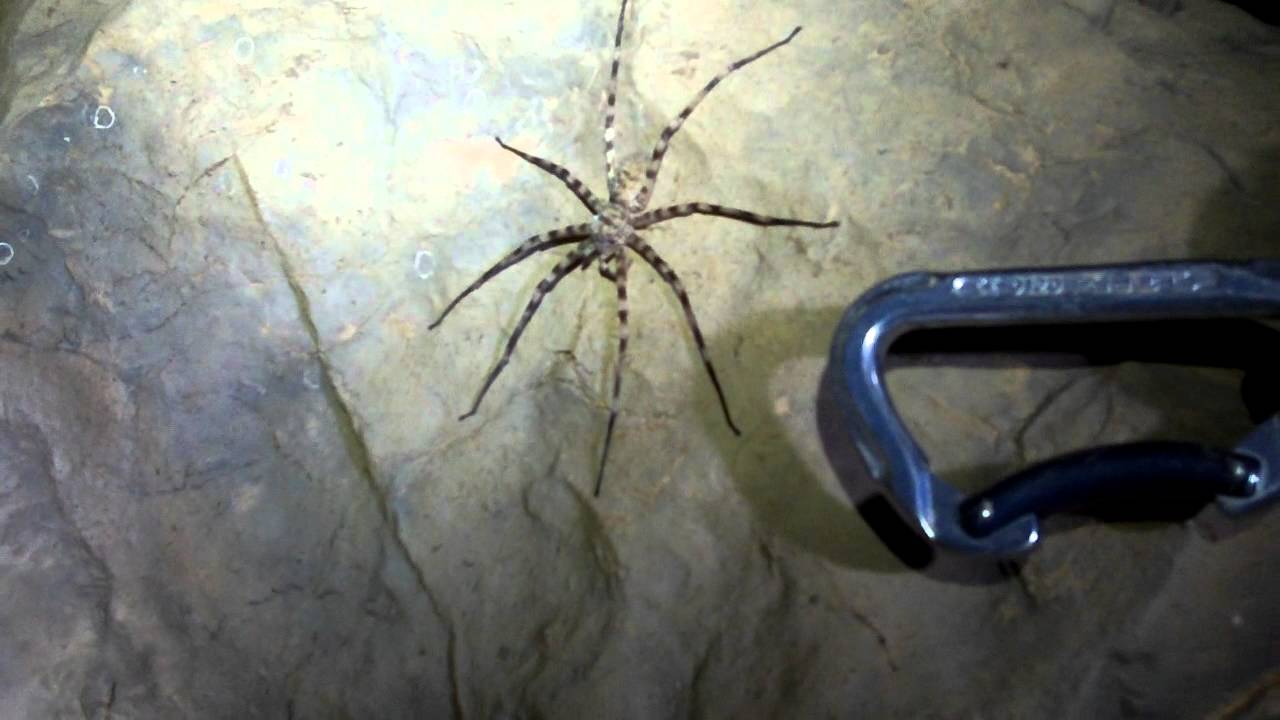 Huge Cave Spider Youtube