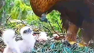 2 CHICKS )).SNAKE CLIMBS IN NEST.MOM FEEDS WITH SNAKE ROE DEAR BIRD.GOLDEN EAGLES.14.05_18.05.2024..