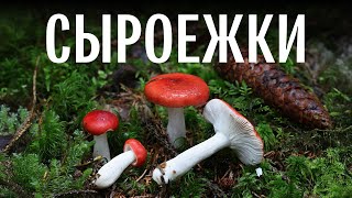 картинка: Для новичков. Сыроежки. Михаил Вишневский