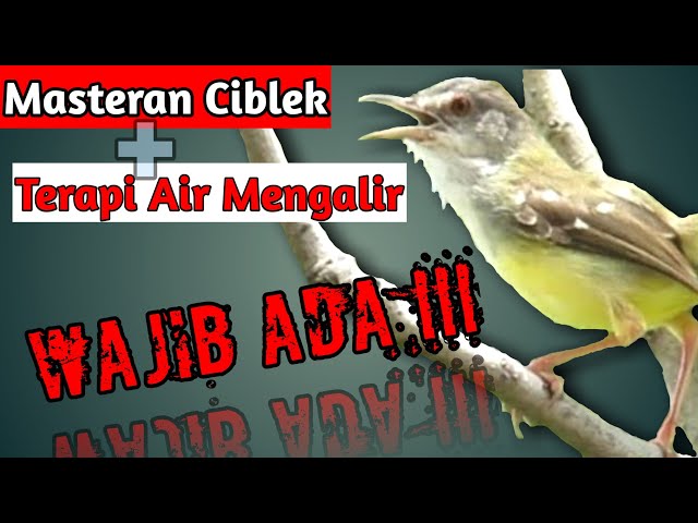Masteran Suara Ciblek dan Terapi Air Mengalir #masteranciblek class=