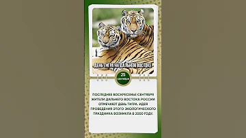 День тигра на Дальнем Востоке