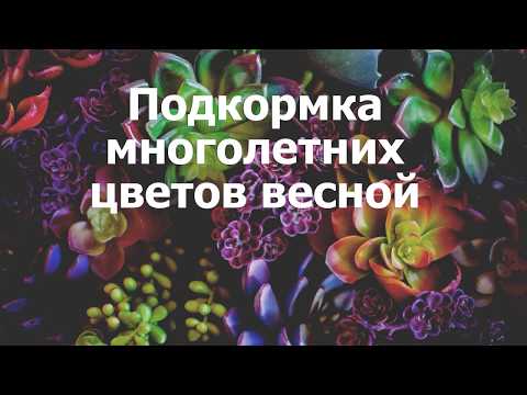 Подкормка многолетних цветов весной