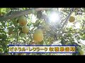 特産の高級洋ナシ収穫最盛期／青森(2018/09/24)