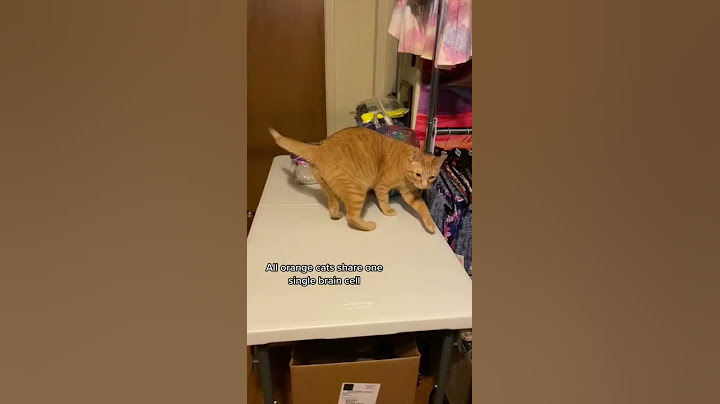 All orange cats share one single brain cell | @catladytails