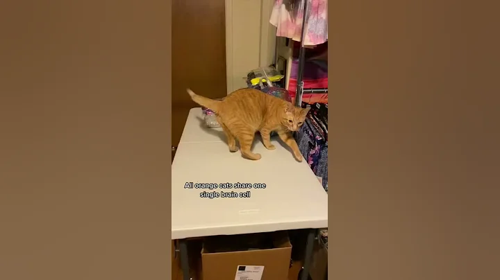 All orange cats share one single brain cell | @CatLadyTails - DayDayNews