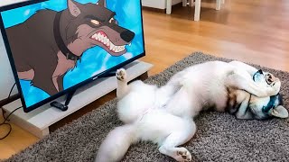 Lustige Tiere Reagieren Auf Sich Selbst