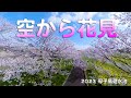 [空から桜花見] 母子島遊水池の桜を空から見てみた！