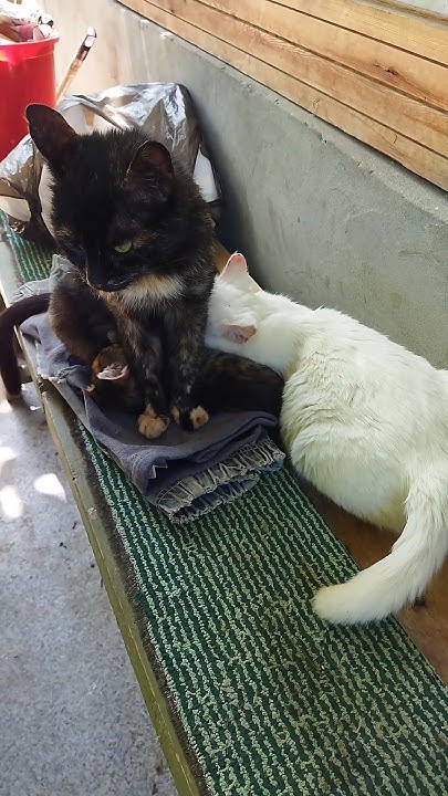 #дача #кошки #котята - YouTube