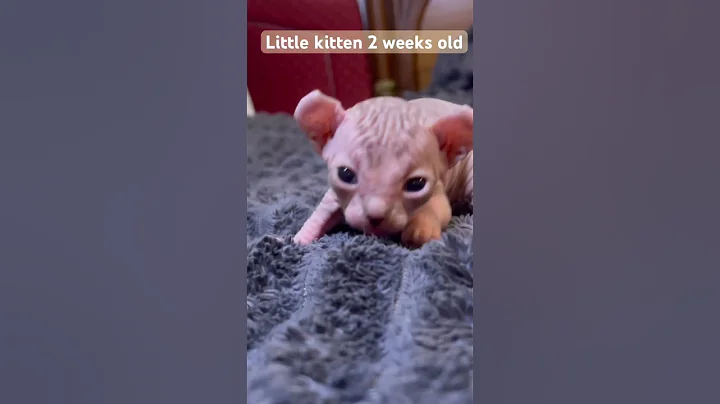 Video 10968351: sphynx cat cutecat kitten, sphynx kitten cute cat, sphynxkitten cats kitten, cute little kitty