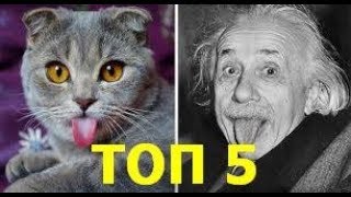 ТОП 5 клонированных животных