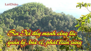 Sìn Hồ đẩy mạnh công tác quản lý, bảo vệ, phát triển rừng