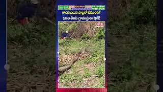 కొండచిలువ పొట్టలో ఏముంది?😳😳| Python Snake Viral Video | BRK News