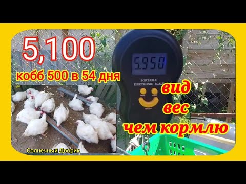 Бройлеры Кобб 500 (Венгрия), растут в аномальную жару. Вид, вес бройлера в 54 дня кормлю зерносмесью
