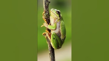 Thumbnail of Frogs Croak #shorts #frog #animallover #soundeffects