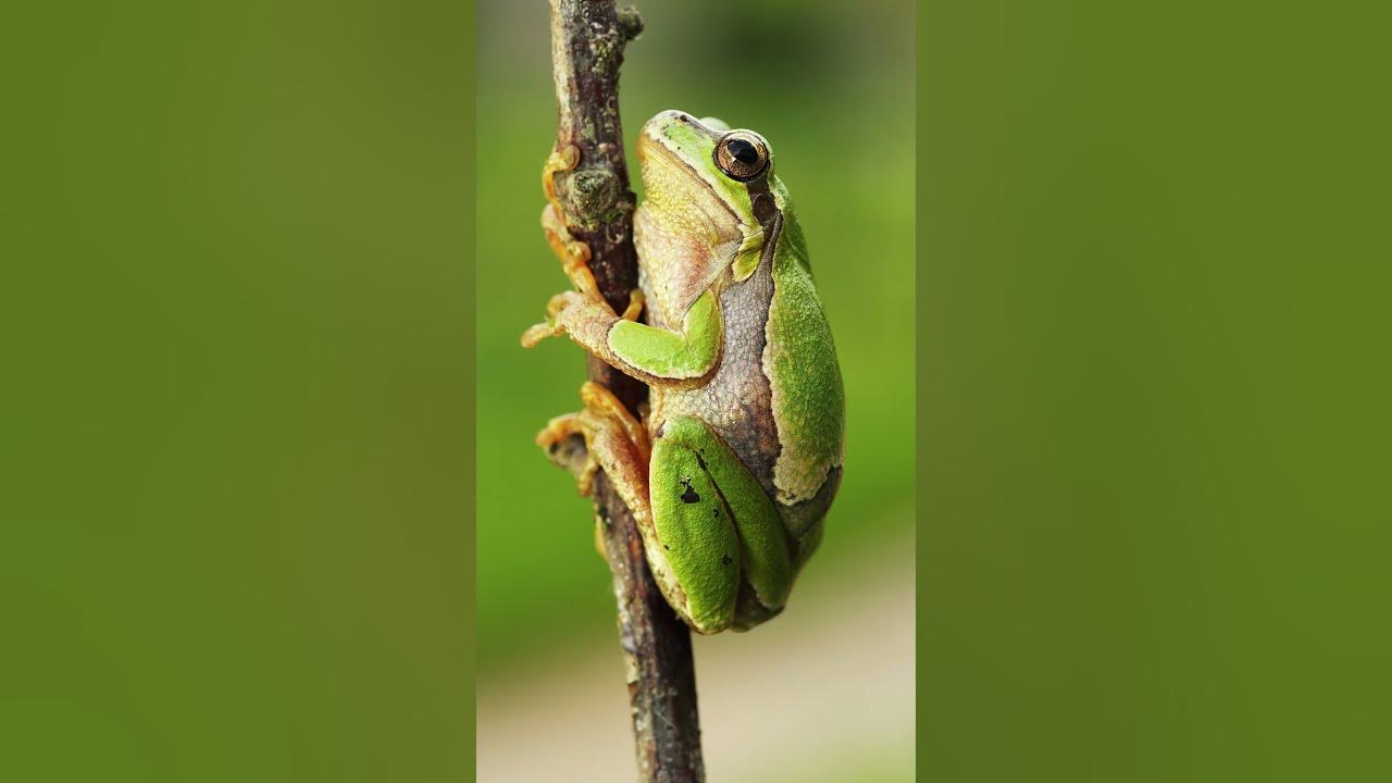Frogs Croak #shorts #frog #animallover #soundeffects