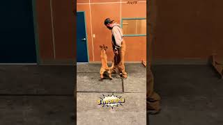 Puppy training K9 🔥🫶💯#trending #becgie #puppy #malinois #smartdog #ytshorts
