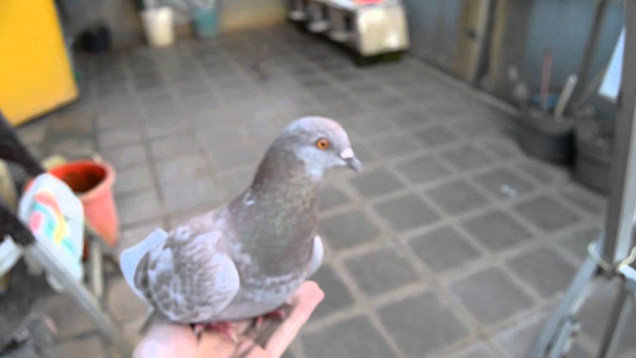  Burung merpati terbang  ke tangan YouTube