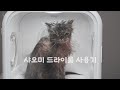 homerunPET 드라이룸 첫 사용기 | First Time Using a Cat Dryer Box