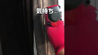 2000円ちょっとでバイクのシート張替えられるかと思ったら高くついた