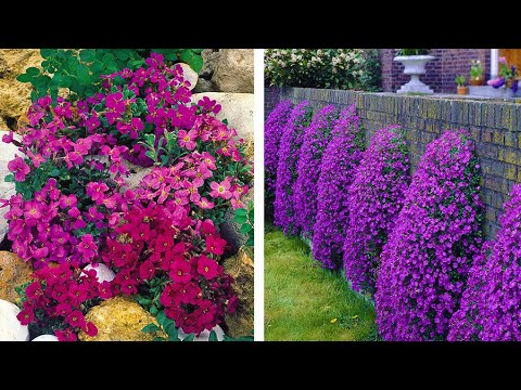 Video: Aubrieta, or aubration: growing from seeds at home