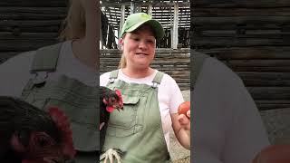 Black Copper Marans Chicken Breed! Details