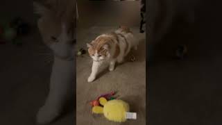 IMG 3116 Just stretching 😳😆❤️🐈