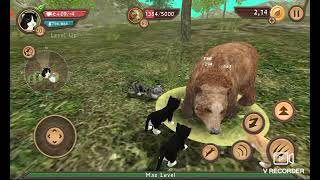 killing all 3 bosses on catsim catsim online level 200 mode part 1