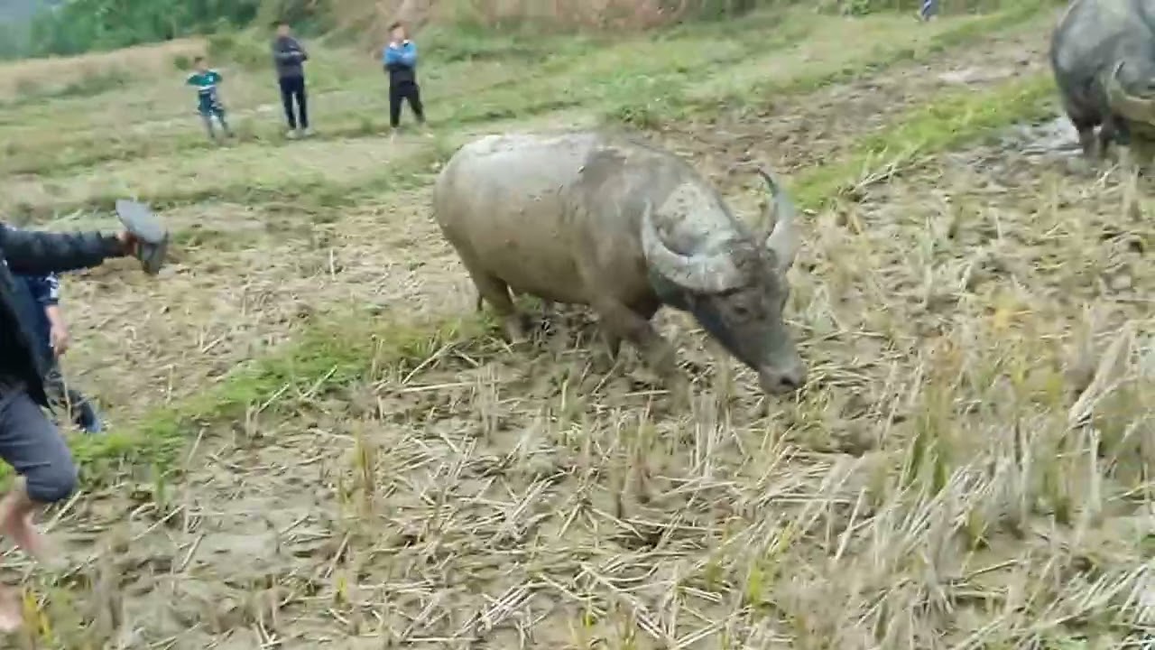 chọi trâu mà còn phải mang trâu cái tới làm xúc tác