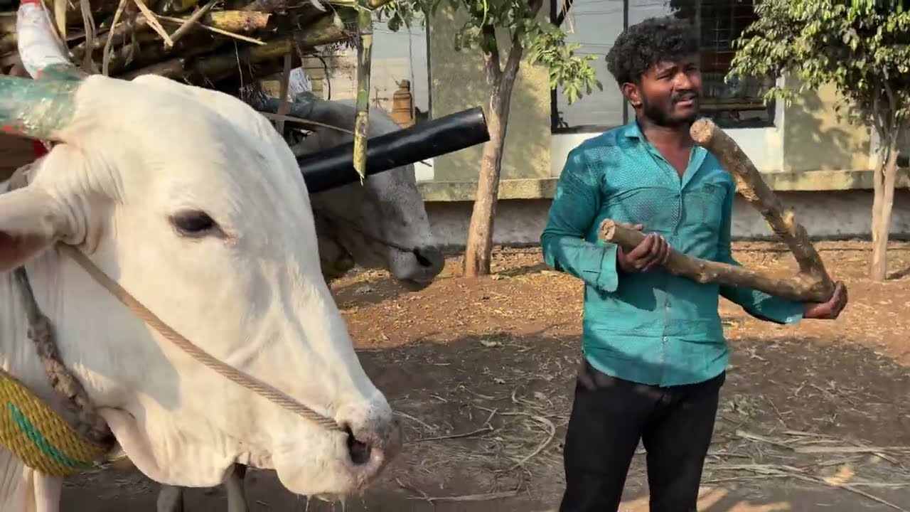 आखीर झाली पंचर मालक जाईन मनले पन नाही गेली किती कुटाना झाला ह्या गाडीचे बैल त्या गाडीला चलत नाही 😱😮