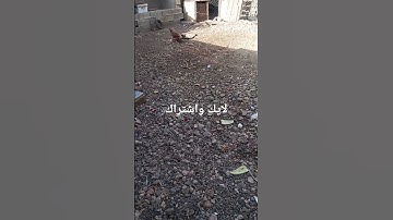 تلاوة ماشاء الله تبارك الرحمان #explore #اكسبلور