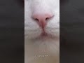 Cats are fascinating creatures with many intriguing behaviors