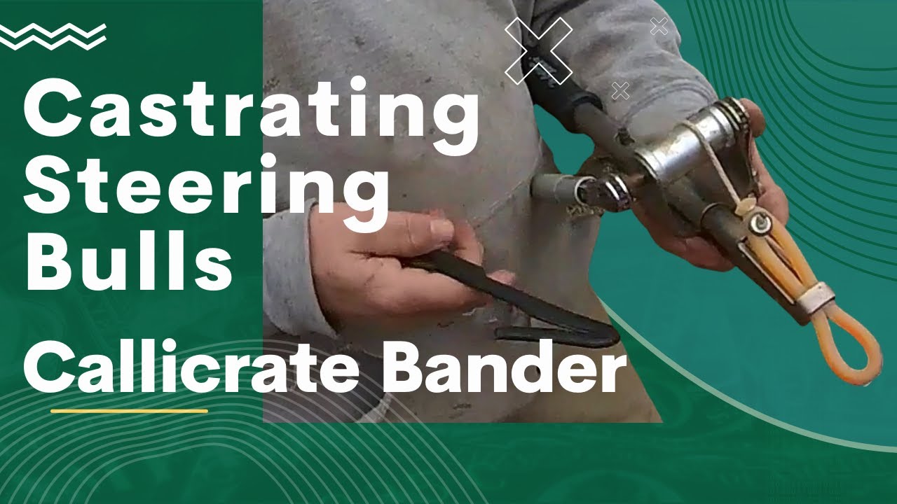 Castrating Steering Bulls Callicrate Bander, Vaccating, and Weighing